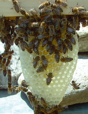 Abbildung 2 Bienenhaltung