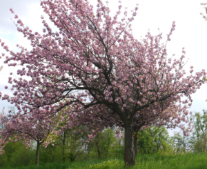 Kirschblüten PRZ